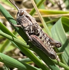 Perunga ochracea at Mitchell, ACT - suppressed