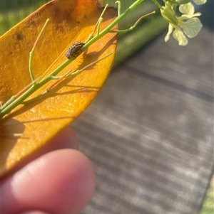 Harmonia conformis at Mayfield, NSW - 21 Oct 2024