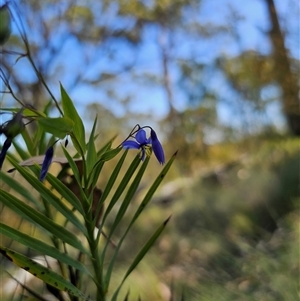 Stypandra glauca at Bungonia, NSW - 21 Oct 2024