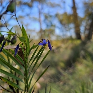 Stypandra glauca at Bungonia, NSW - 21 Oct 2024