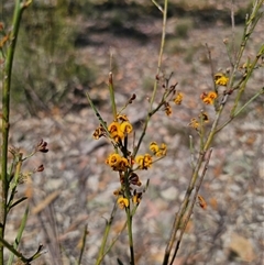 Daviesia leptophylla (Slender Bitter Pea) at Bungonia, NSW - 21 Oct 2024 by Csteele4