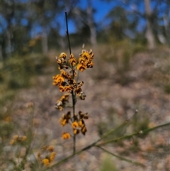 Daviesia leptophylla at Bungonia, NSW - 21 Oct 2024