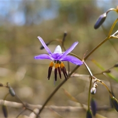 Dianella revoluta var. revoluta (Black-Anther Flax Lily) at Bungonia, NSW - 21 Oct 2024 by Csteele4