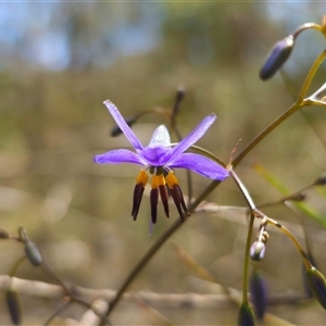 Dianella revoluta var. revoluta at Bungonia, NSW - 21 Oct 2024