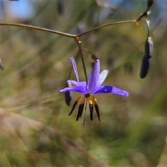 Dianella revoluta var. revoluta at Bungonia, NSW - 21 Oct 2024