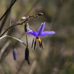 Dianella revoluta var. revoluta at Bungonia, NSW - 21 Oct 2024 02:05 PM