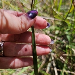 Dianella revoluta var. revoluta at Bungonia, NSW - 21 Oct 2024