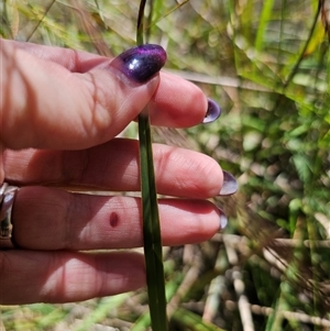 Dianella revoluta var. revoluta at Bungonia, NSW - 21 Oct 2024