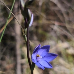 Thelymitra ixioides (Dotted Sun Orchid) at Captains Flat, NSW - 21 Oct 2024 by Csteele4