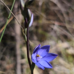 Thelymitra ixioides at Captains Flat, NSW - suppressed