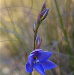 Thelymitra ixioides at Captains Flat, NSW - suppressed