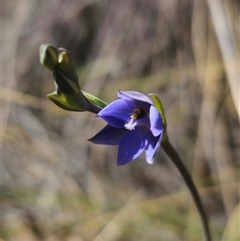 Thelymitra ixioides at Captains Flat, NSW - suppressed