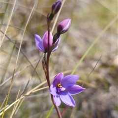 Thelymitra ixioides at Captains Flat, NSW - suppressed