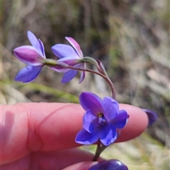 Thelymitra ixioides at Captains Flat, NSW - suppressed