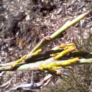 Exocarpos cupressiformis at Cooma, NSW - 21 Oct 2024