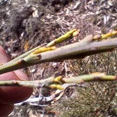 Exocarpos cupressiformis at Cooma, NSW - 21 Oct 2024