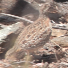 Turnix varius (Painted Buttonquail) at Cooma, NSW - 21 Oct 2024 by mahargiani