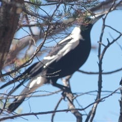 Gymnorhina tibicen (Australian Magpie) at Cooma, NSW - 21 Oct 2024 by mahargiani