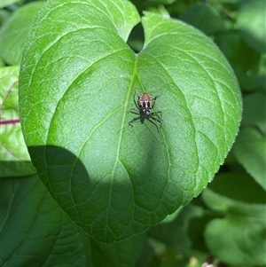 Pristhesancus plagipennis at Lyneham, ACT - suppressed