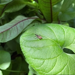 Pristhesancus plagipennis at Lyneham, ACT - suppressed