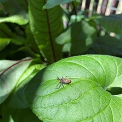 Pristhesancus plagipennis at Lyneham, ACT - suppressed