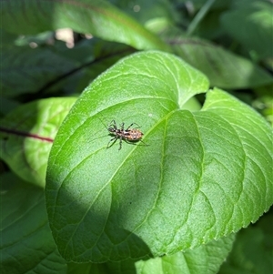 Pristhesancus plagipennis at Lyneham, ACT - suppressed