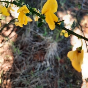 Cytisus scoparius subsp. scoparius at Beechworth, VIC - 21 Oct 2024 05:13 PM