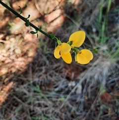 Cytisus scoparius subsp. scoparius at Beechworth, VIC - 21 Oct 2024