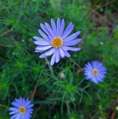 Brachyscome multifida at Beechworth, VIC - 21 Oct 2024 by MB