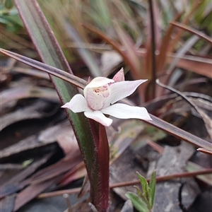 Caladenia alpina at Cotter River, ACT - 19 Oct 2024