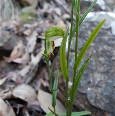 Bunochilus montanus (ACT) = Pterostylis jonesii (NSW) (Montane Leafy Greenhood) at Cotter River, ACT - 19 Oct 2024 by shoko