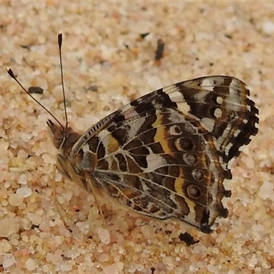 Vanessa kershawi (Australian Painted Lady) at Kalbarri, WA - 21 Oct 2024 by HelenCross