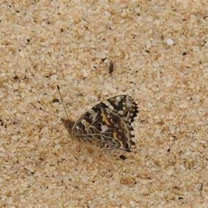 Vanessa kershawi at Kalbarri, WA - 21 Oct 2024 08:39 AM