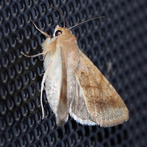 Helicoverpa punctigera at Turner, ACT - 19 Oct 2024