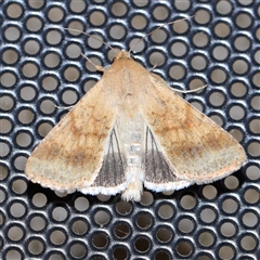 Helicoverpa punctigera at Turner, ACT - 19 Oct 2024