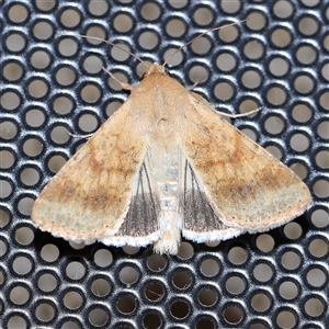 Helicoverpa punctigera at Turner, ACT - 19 Oct 2024