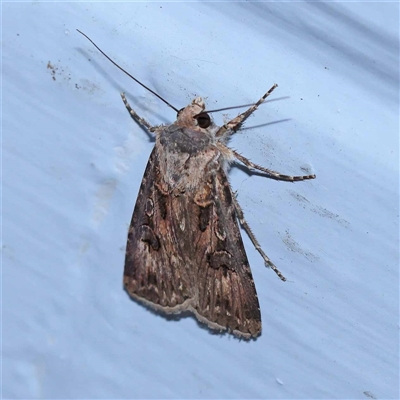 Agrotis munda (Brown Cutworm) at Turner, ACT - 19 Oct 2024 by ConBoekel