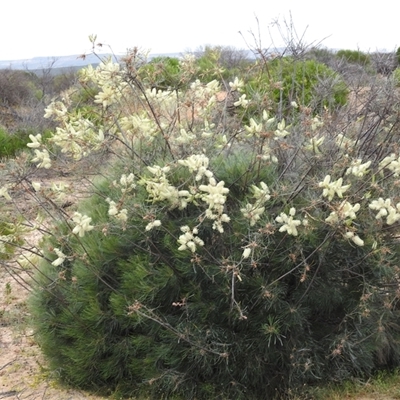 Unverified Other Shrub at Kalbarri, WA - 21 Oct 2024 by HelenCross