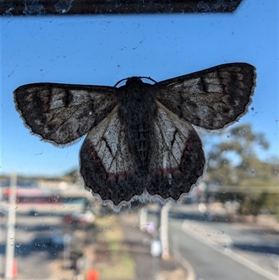 Crypsiphona ocultaria (Red-lined Looper Moth) at Belconnen, ACT - 21 Oct 2024 by mroseby