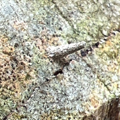 Conoeca guildingi (A case moth) at Crescent Head, NSW - 12 Oct 2024 by Stablesmas