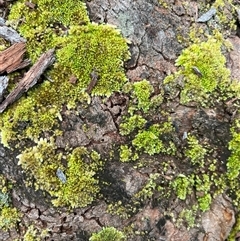 Unverified Lichen at Crescent Head, NSW - 12 Oct 2024 by Stablesmas