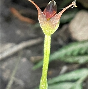 Pterostylis pedunculata at Tonganah, TAS - suppressed