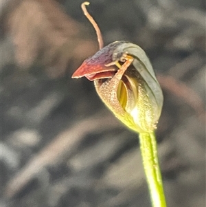 Pterostylis pedunculata at Tonganah, TAS - suppressed