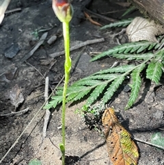 Pterostylis pedunculata at Tonganah, TAS - suppressed