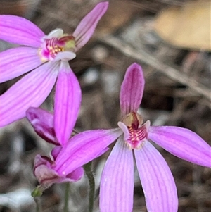 Caladenia carnea at Tonganah, TAS - 21 Oct 2024