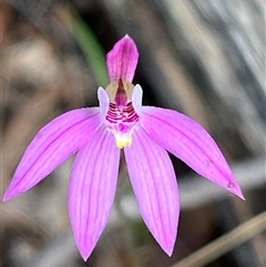 Caladenia carnea at Tonganah, TAS - suppressed