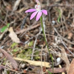 Caladenia carnea at Tonganah, TAS - suppressed