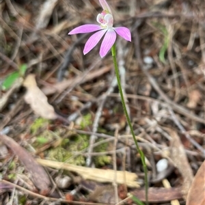 Caladenia carnea at Tonganah, TAS - 21 Oct 2024