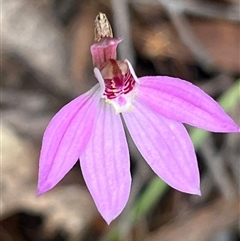 Caladenia carnea at Tonganah, TAS - 21 Oct 2024