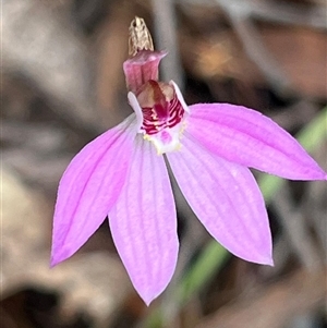 Caladenia carnea at Tonganah, TAS - suppressed